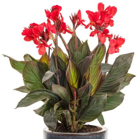 Picture of Toucan® Scarlet Canna