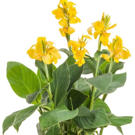 Picture of Toucan® Yellow Canna