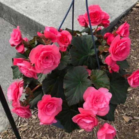 Picture of Nonstop® Mocca Pink Shades Begonia Plant