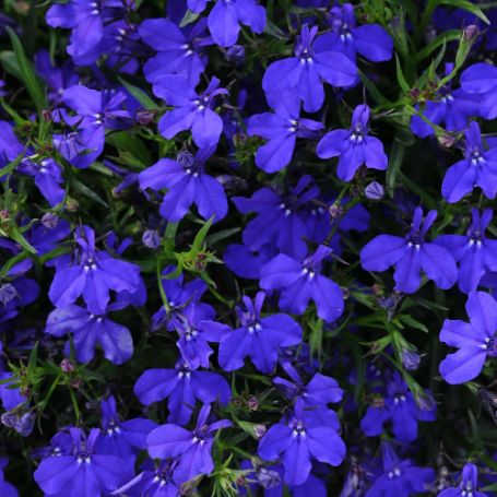 Picture of Magadi™ Basket Dark Blue Lobelia Plant