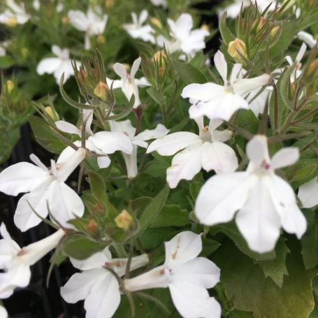 Picture of Magadi™ Basket White Lobelia Plant