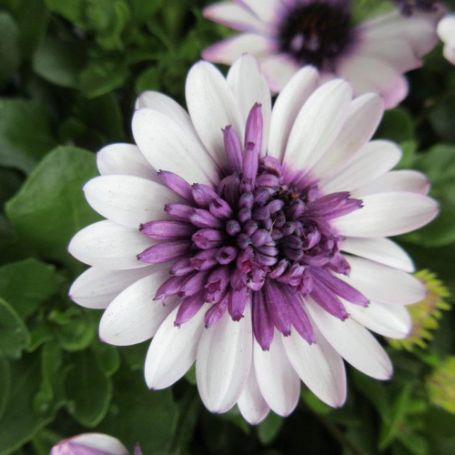 Picture of 4D™ Berry White Osteospermum Plant