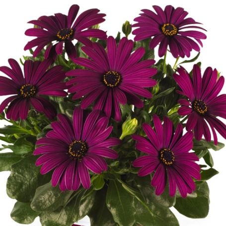 Picture of Margarita® Purple Osteospermum Plant