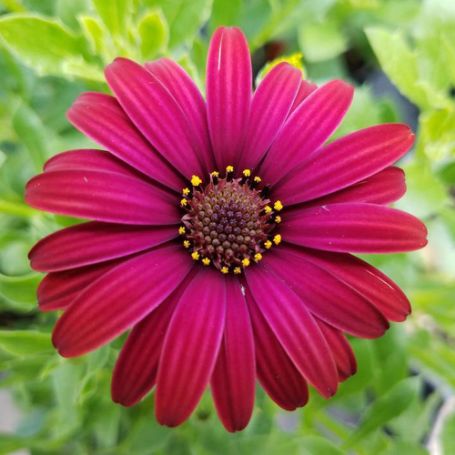 Picture of Zion™ Red Osteospermum Plant