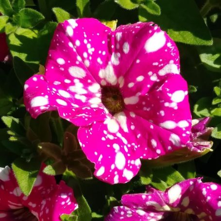 Picture of Headliner™ Pink Sky Petunia Plant