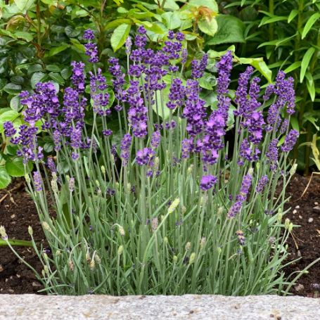 Picture of Hidcote Lavender Herb Plant