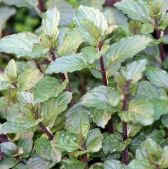 Picture of Chocolate Mint Herb Plant