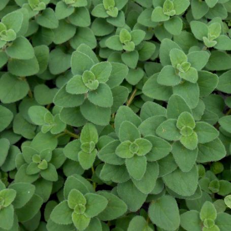 Picture of Hot and Spicy Oregano Herb Plant