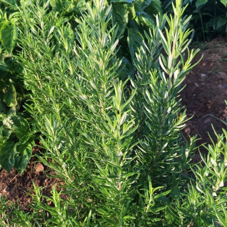 Picture of Barbeque Rosemary Herb Plant