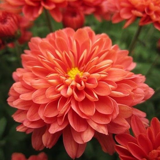 Picture of Fiona™ Coral Orange Yoder Mum Plant