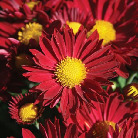 Picture of Edana Red™ Yoder Mum Plant