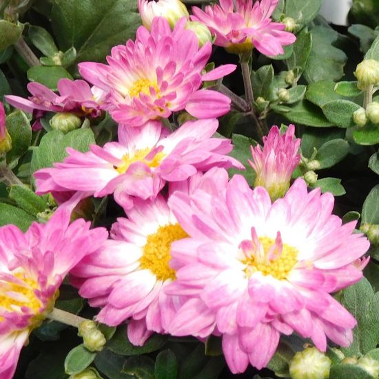 Picture of Stacy™ Pink Yoder Mum Plant