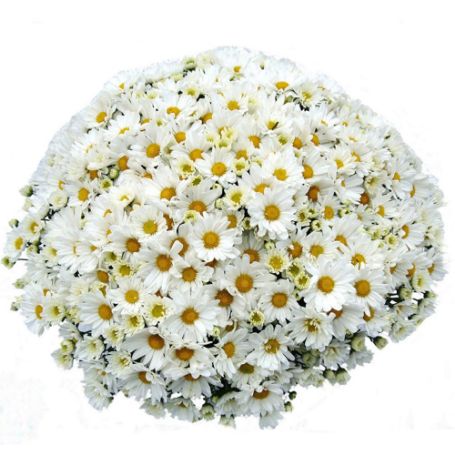 Picture of Belgian Mum® Margo White Plant