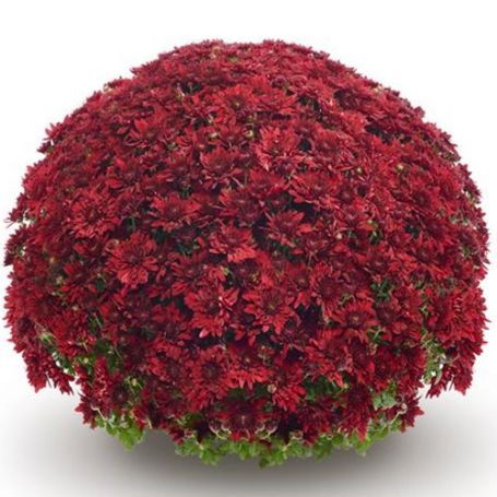 Picture of Belgian Mum® Vega Red Plant