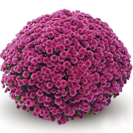 Picture of Belgian Mum® Jasoda Purple Plant