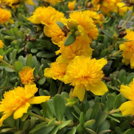 Picture of Colorblast Double Yellow Portulaca Plant