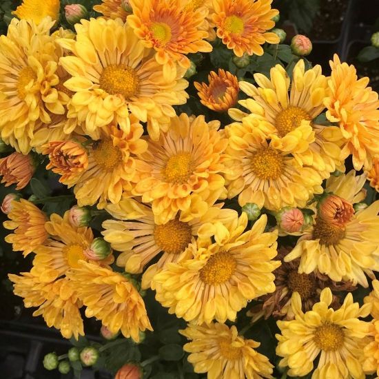 Picture of Starlet Perennial Mum Plant