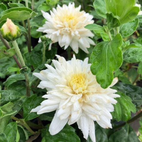 Picture of White Grandchild Perennial Mum Plant