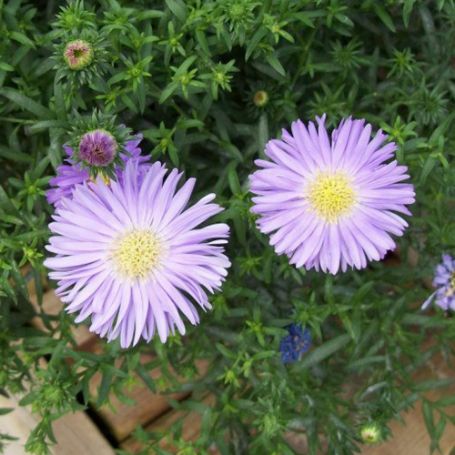 Picture of Daydream Aster Plant