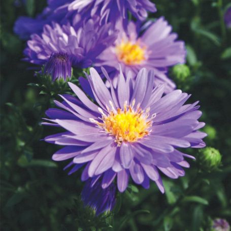 Picture of Dragon™ Blue Aster Plant