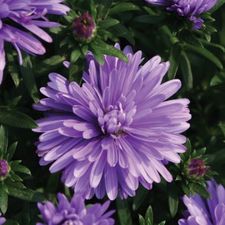 Picture of Henry™ I Blue Aster Plant