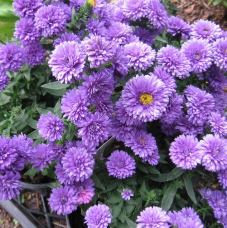 Picture of Henry™ I Purple Aster Plant