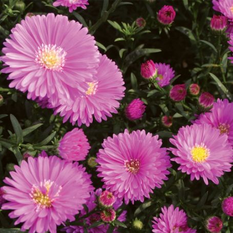 Picture of Magic™ Pink Aster Plant