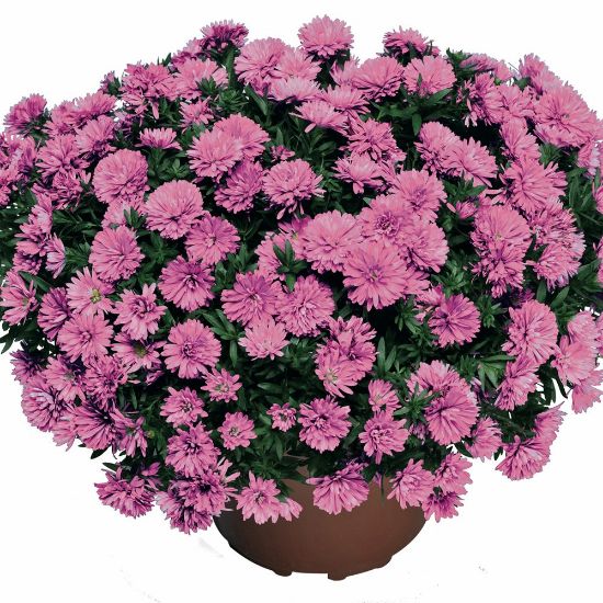 Picture of Henry™ I Pink Aster Plant