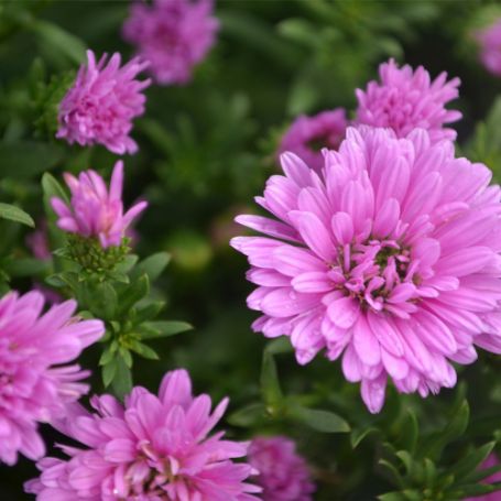 Picture of Henry™ III Pink Aster Plant
