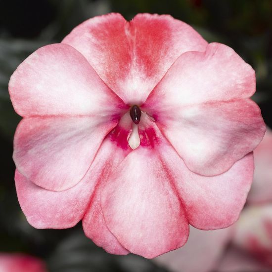 Picture of Sonic® Sweet Cherry Impatiens Plant