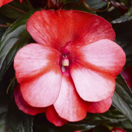Picture of Sonic® Sweet Red Impatiens Plant