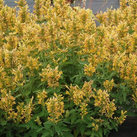 Picture of Kudos Yellow Agastache Plant
