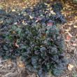 Picture of Black Scallop Ajuga Plant