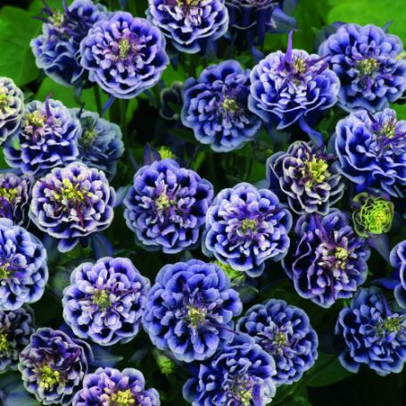Picture of Winky Double Dark Blue and White Aquilegia Plant