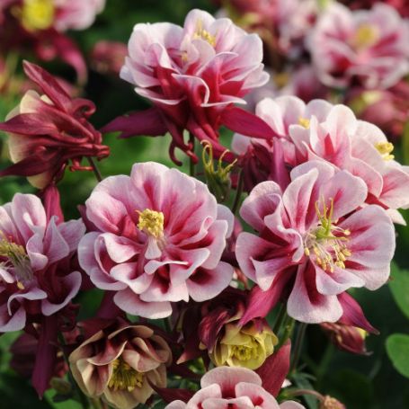 Picture of Winky Double Red and White Aquilegia Plant