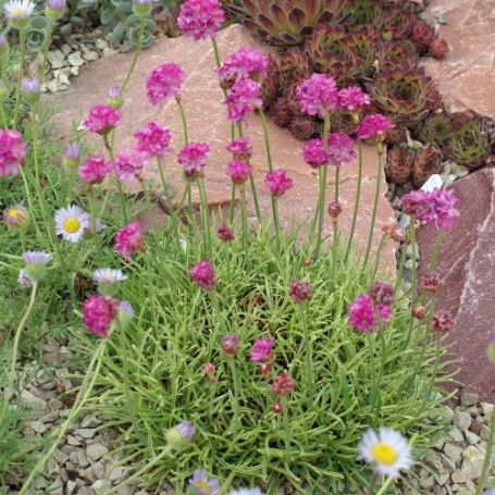 Picture of Nifty Thrifty Armeria Plant