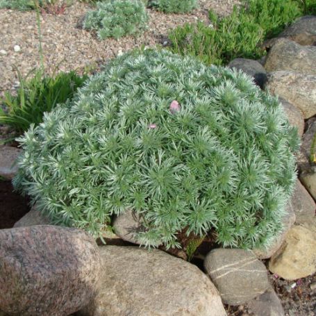 Picture of Silver Mound Artemisia Plant
