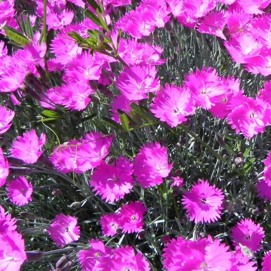 Picture of Firewitch Dianthus Plant