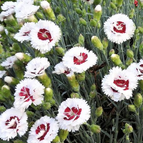 Picture of Scent First™ Coconut Surprise Dianthus Plant