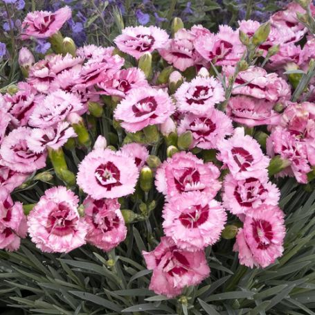 Picture of Scent First™ Raspberry Surprise Dianthus Plant