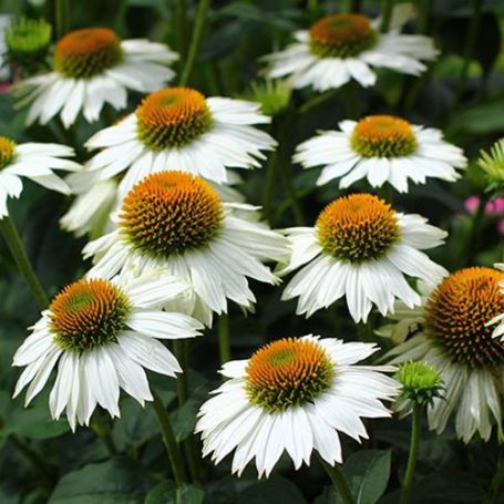 Picture of PowWow White Echinacea Plant