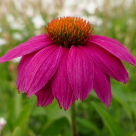 Picture of PowWow Wild Berry Echinacea Plant