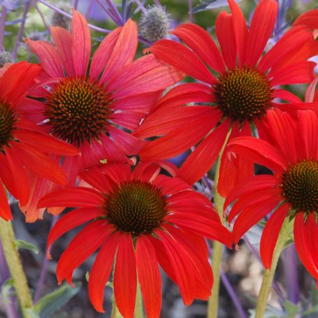 Picture of Tomato Soup Echinacea Plant
