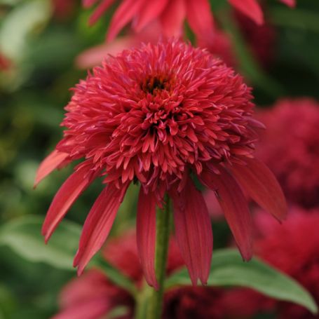 Picture of Double Scoop™ Cranberry Echinacea Plant