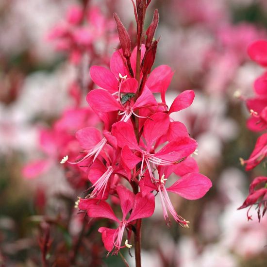 Picture of Gaudi Red Gaura Plant