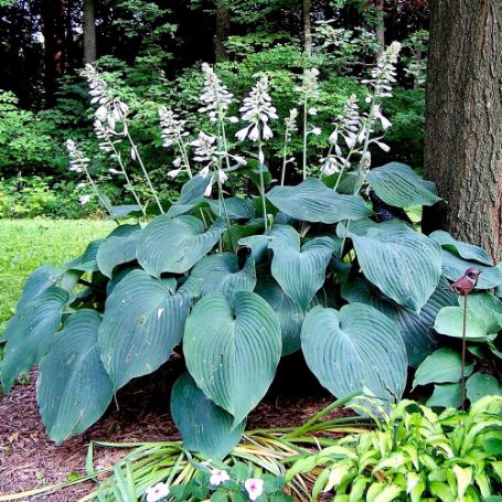 Picture of Blue Angel Hosta Plant
