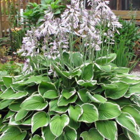 Picture of Francee Hosta Plant