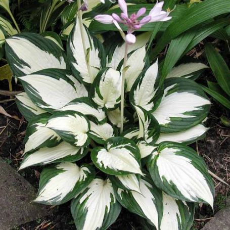 Picture of Fire and Ice Hosta Plant