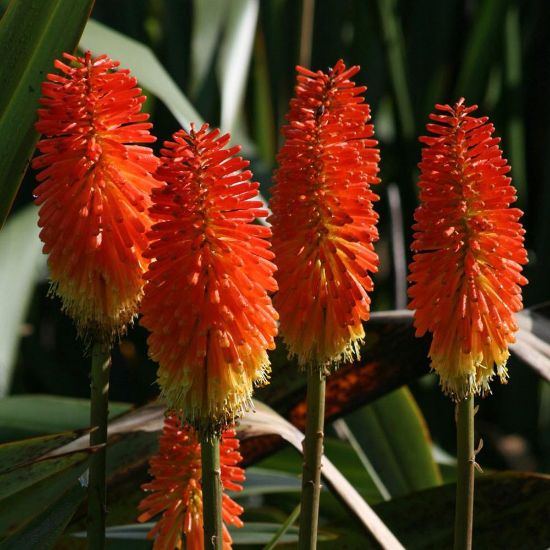 Picture of Border Ballet Kniphofia Plant