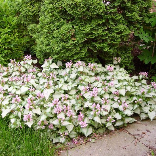 Picture of Pink Pewter Lamium Plant